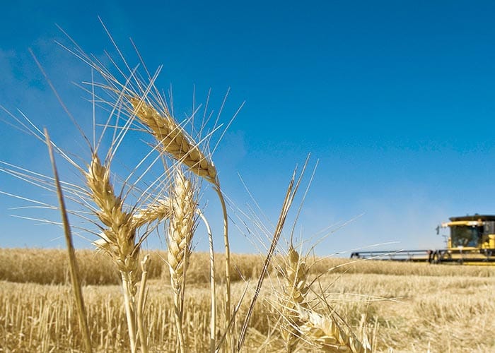 Grain farmers going greener post image