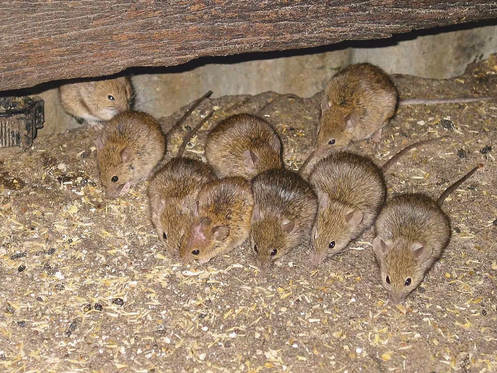 SYP mouse numbers an increasing concern post image