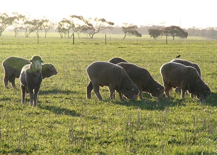 Seeking sites for mixed farming project post image