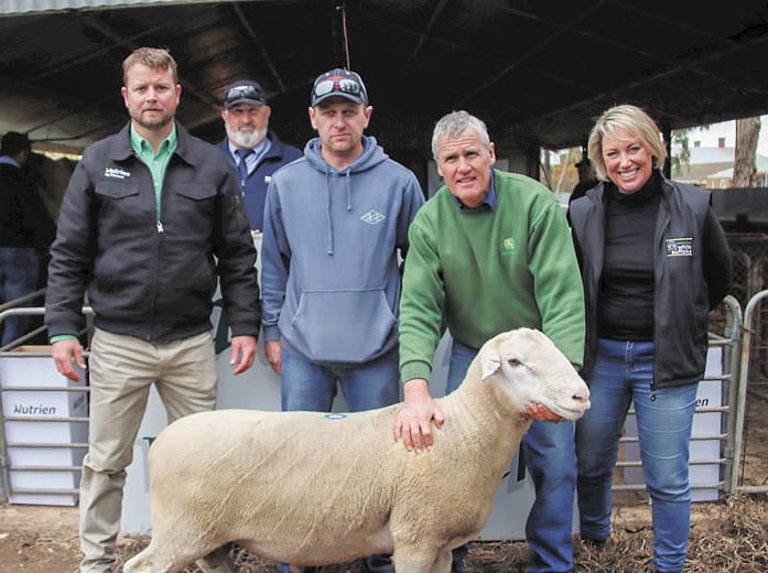 Jandebrey White Suffolk Stud, Sandilands post image