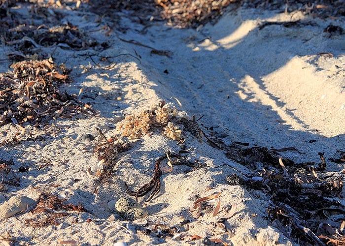 New strategy to protect Yorke Peninsula’s coast post image