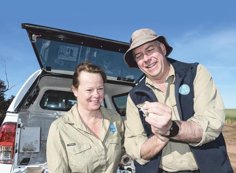 Online forum available to address Australia’s worsening mouse issue post image