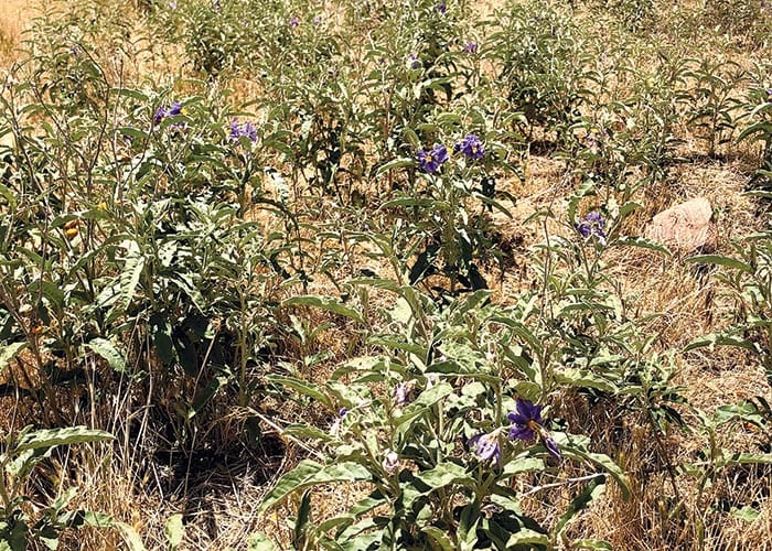 Stop silverleaf nightshade creep post image