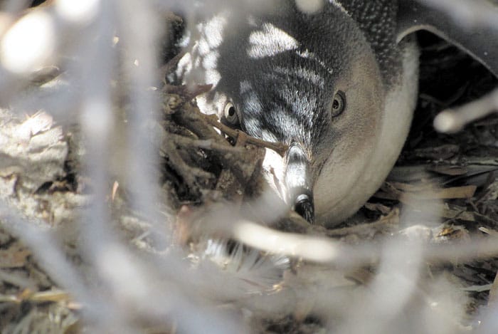 Human impact affects penguin activity, habitats post image