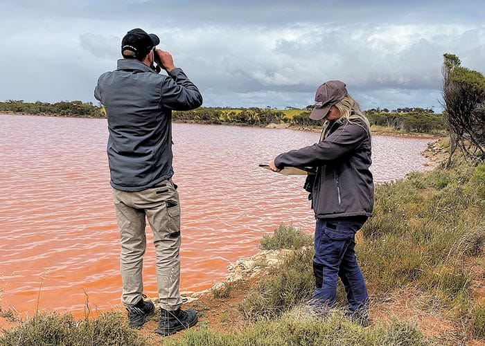 Plover numbers continue to grow post image