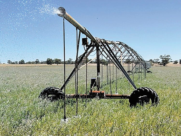 Lucerne, the crop that keeps on giving at Kooringal post image