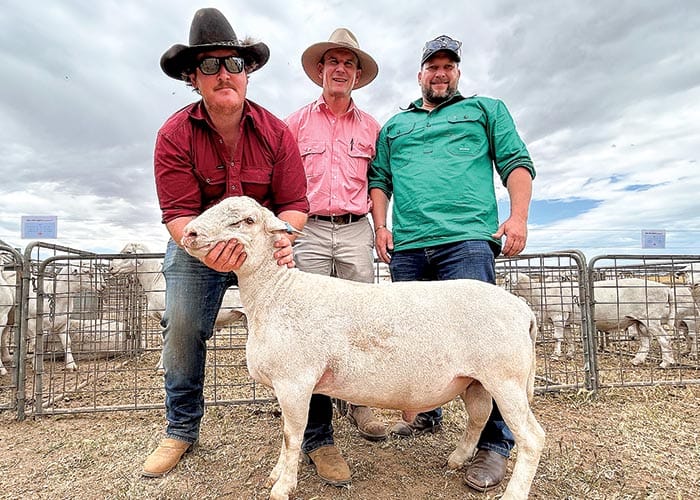 SheepMasters prove popular post image