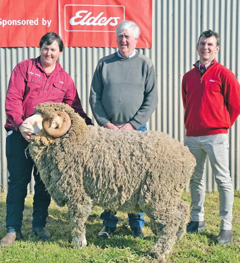 Near-record sale for Orrie Cowie Merino ram post image