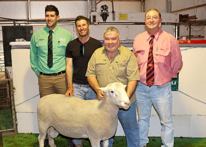 Healthy average at annual Anna Villa ram sale post image