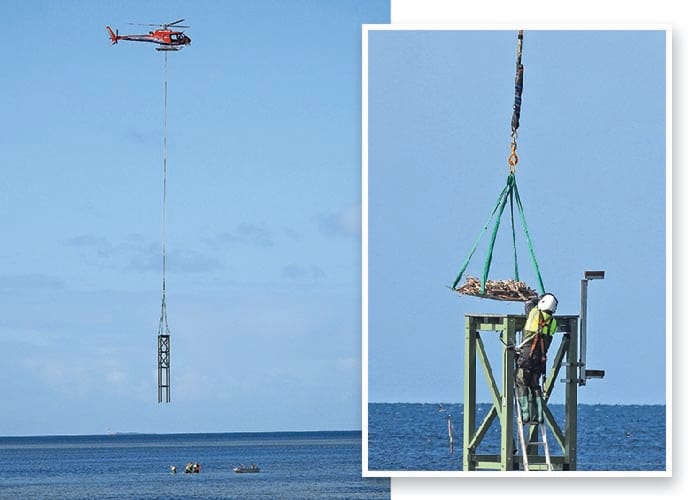 Coobowie home for eastern osprey post image