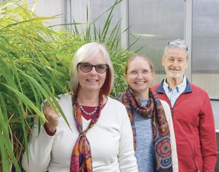 Improving wheat’s heat resilience post image