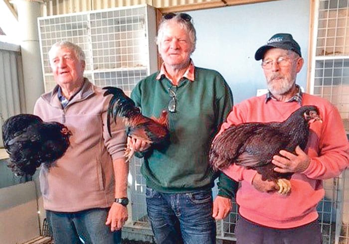 YP Poultry and Pigeon Club post image
