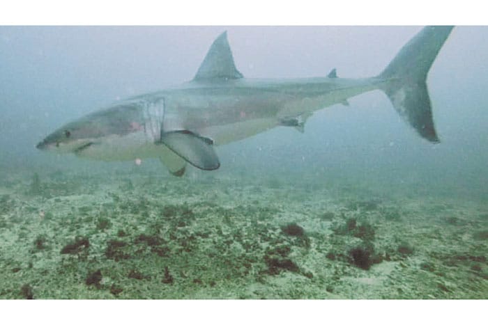 Close call with great white post image