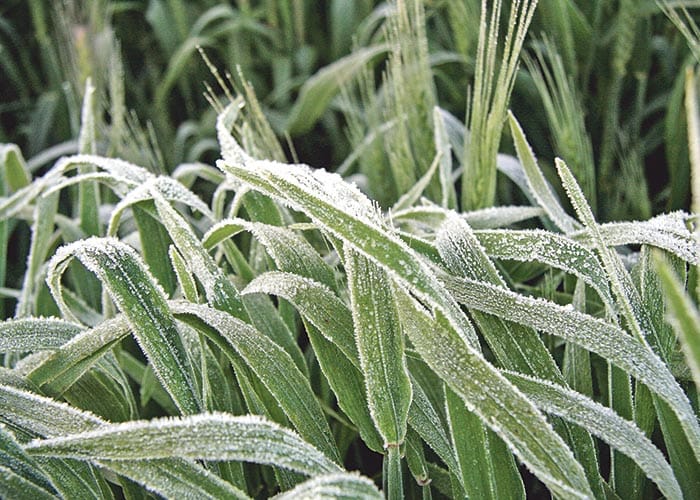 GRDC invest in frost and heat research post image