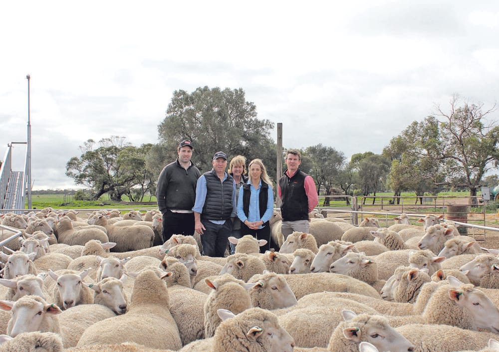 Minlaton first-cross ewes sale breaks price record online post image
