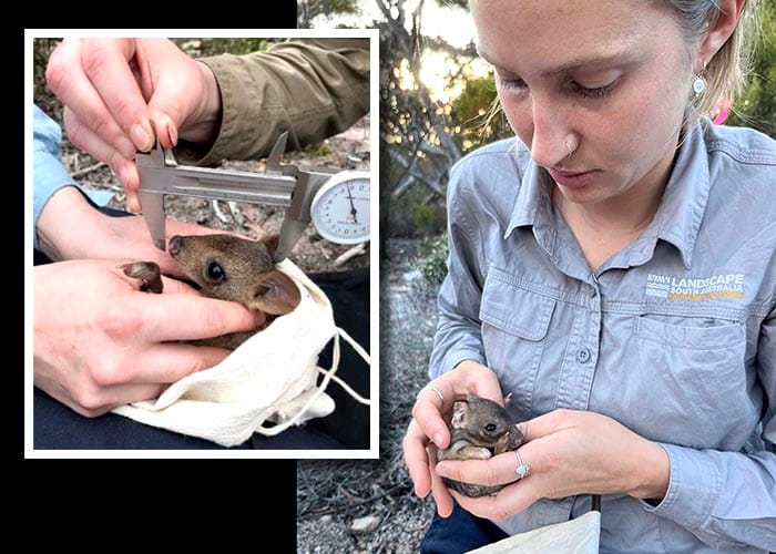 Bett-ong it, they’re coming back on YP! post image