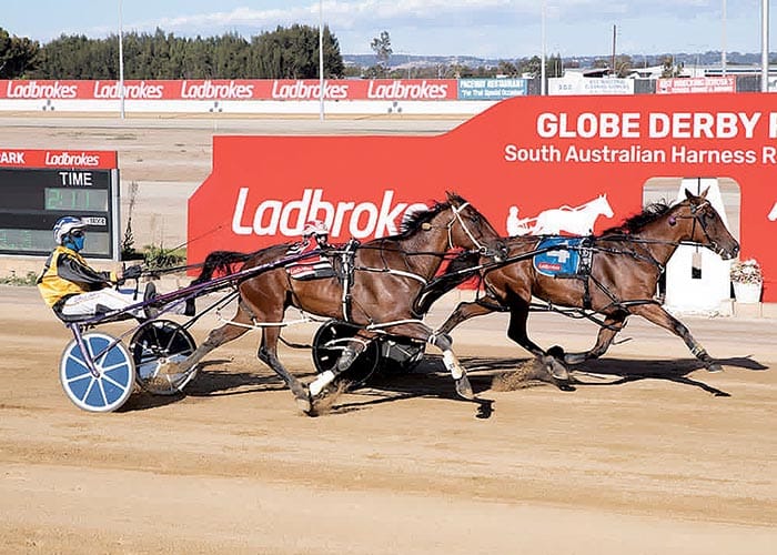 YP Harness Racing Club post image