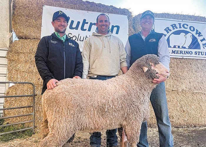 Carricowie Poll Merino Stud post image