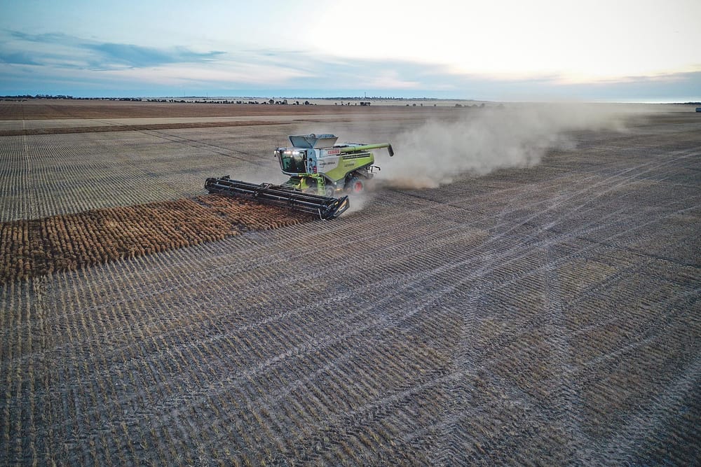 Varying harvest on central YP post image