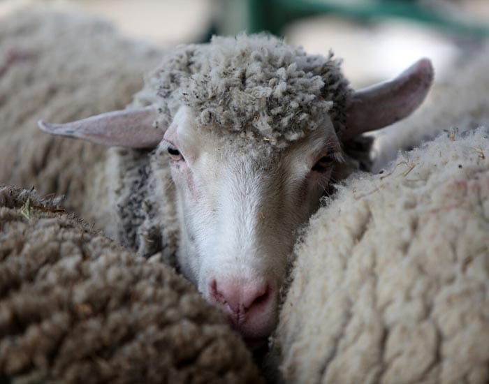 Award open for leaders in biosecurity post image