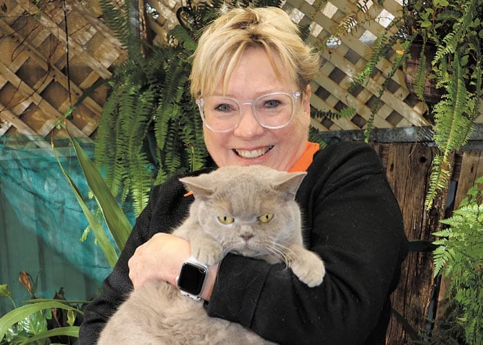 Council to pounce on stray cats post image