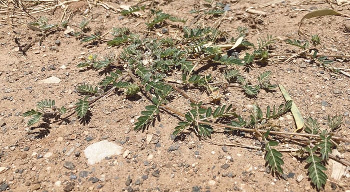 Battle against burr weeds to continue post image