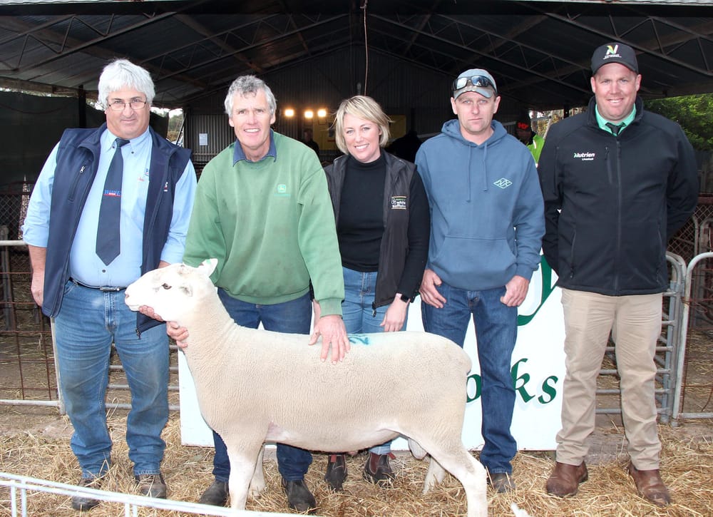 Jandebrey White Suffolk Stud post image