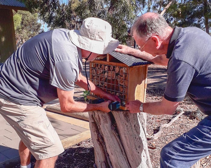 Time to feed native bees post image