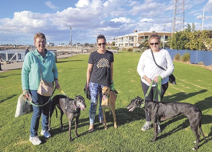 Off-leash proposal for pooches post image