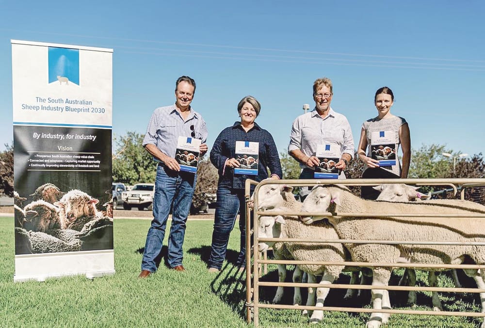 Blueprint to support sheep growth post image