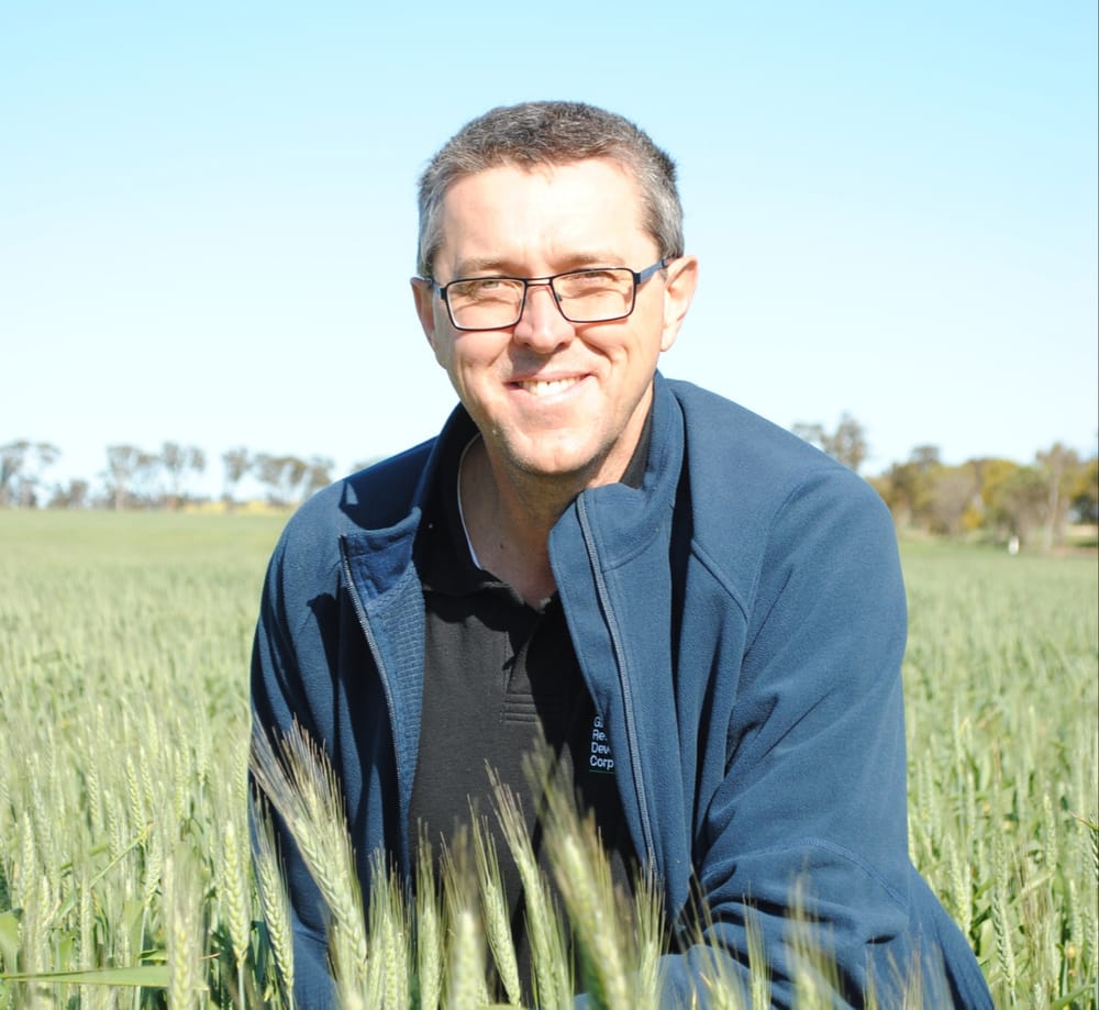 Developing better wheat post image