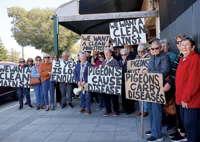 Pigeon problem at an impasse post image