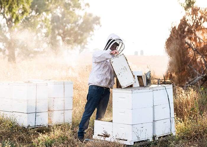 Varroa mite threatens upcoming SA almond pollination post image