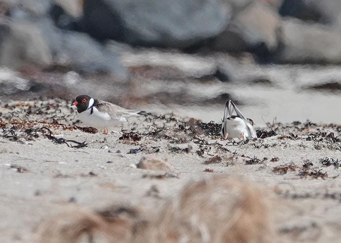 Fresh chicks and time for birdy boogie post image