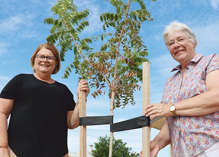 Adopt a Tree for free in 2023 post image