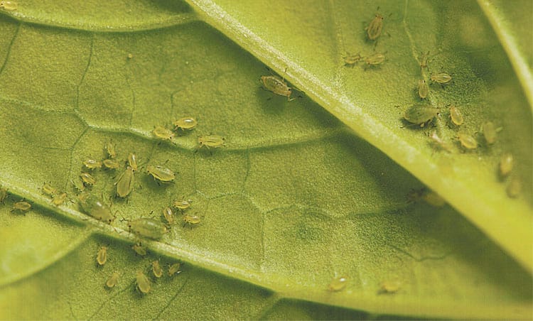 Integrated pest management checklist released post image