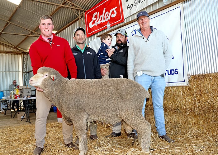 Rams bred for any climate post image