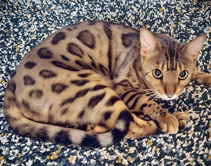 Free discs for pets after death of Patrick post image