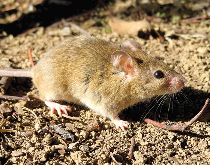 Mouse warning for SA farmers as activity rises post image