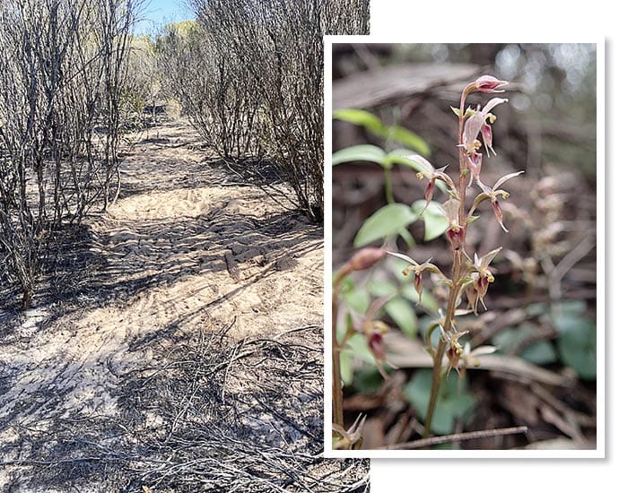 Drought taking a toll on native orchids post image