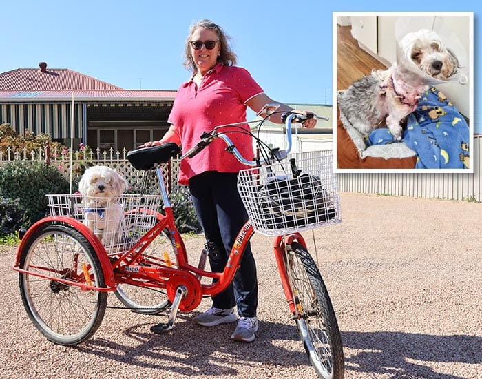 Molly survives mauling post image