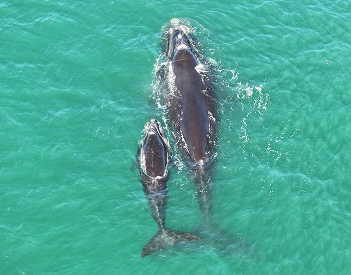 Whale sightings recorded at Point Turton, Moonta Bay and Edithburgh post image