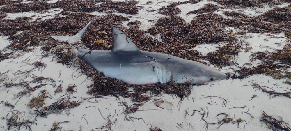 Shark death causes post image