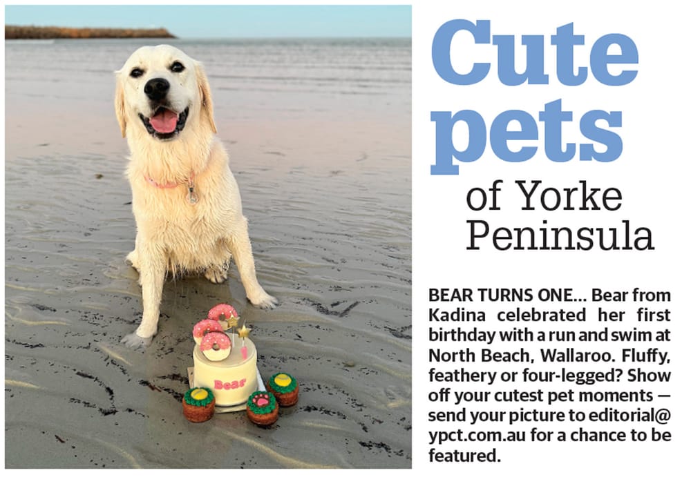 Cute pets of YP post image