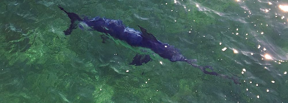 Marlin spotted at Moonta Bay post image