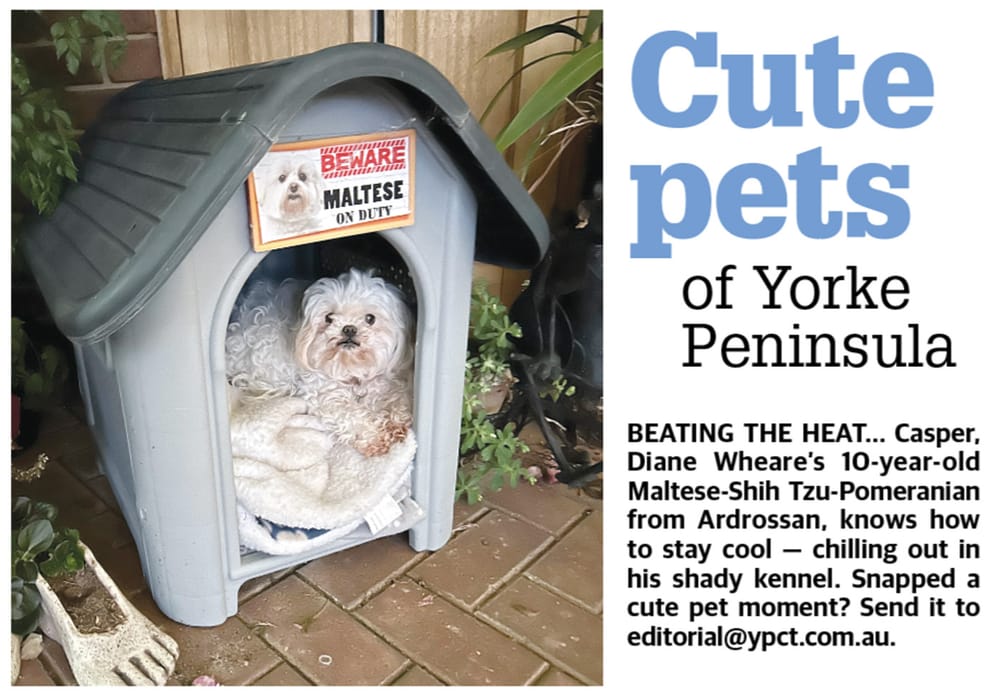 Cute pets of YP post image