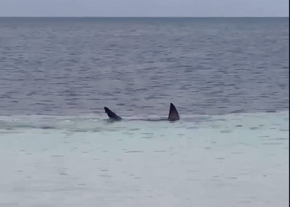 Shark spotted close to Port Hughes shore post image