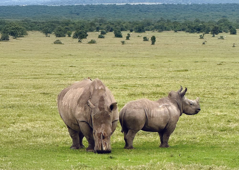 Time to live your African dream post image