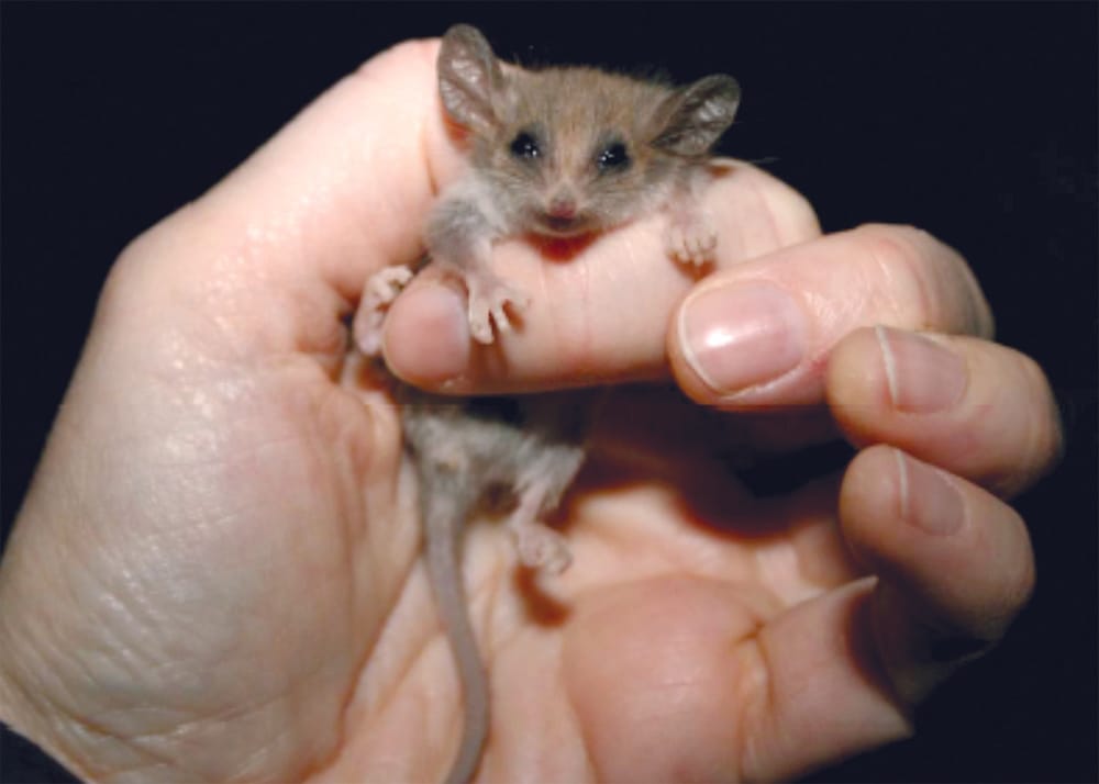 Tiny threatened possum may be hiding in Innes National Park post image