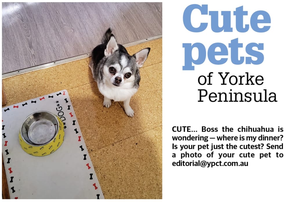 Cute pets of YP post image